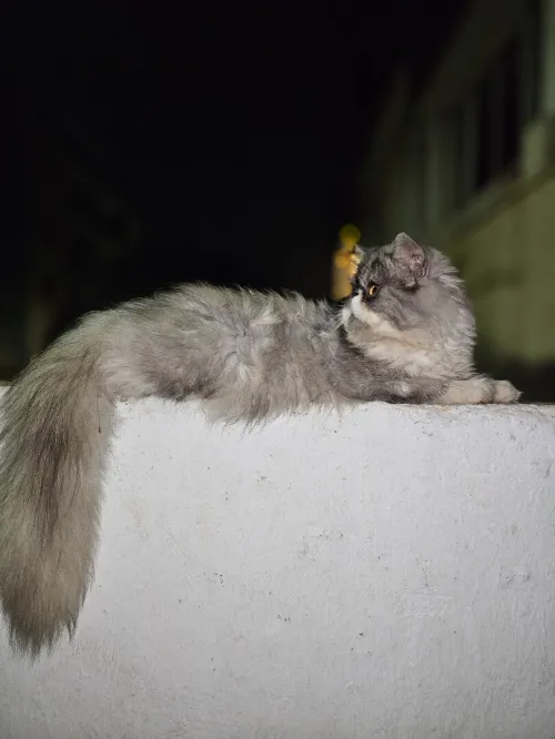 Chat