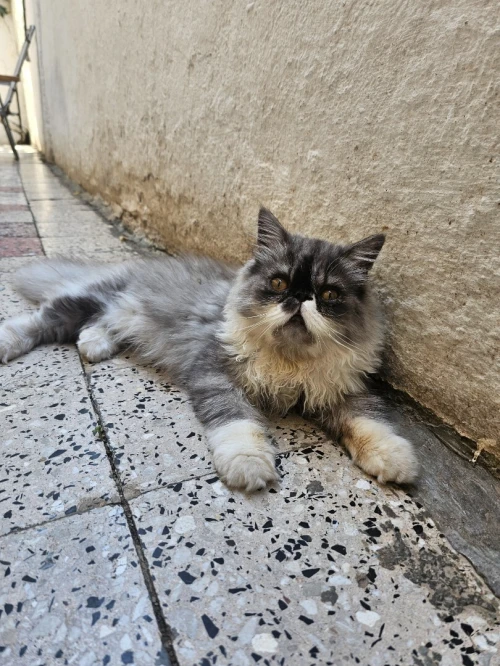 Chat