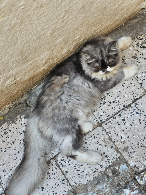 Chat