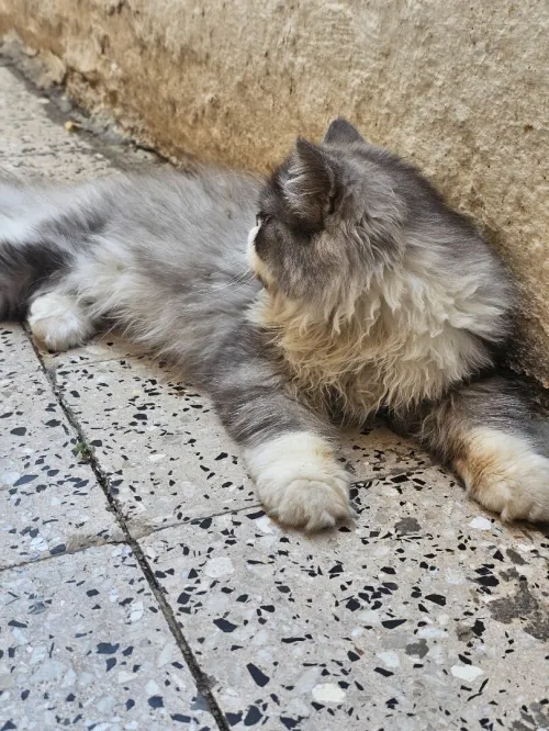 Chat