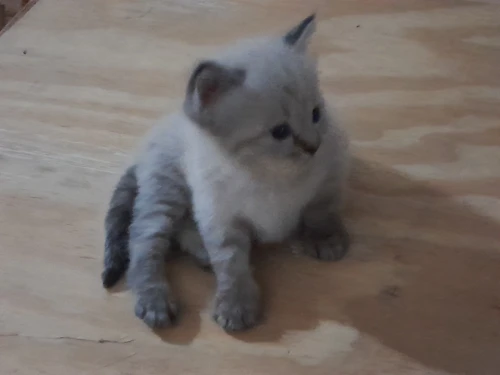 Chat moitié persan himalayen à prix choc !