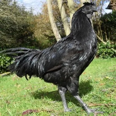 Poule playmouth et indonésien 