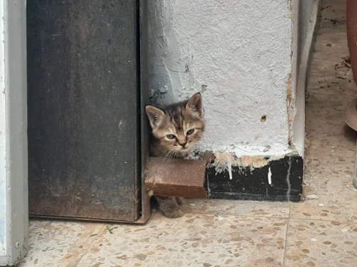 Chat croisé persan himalayen 