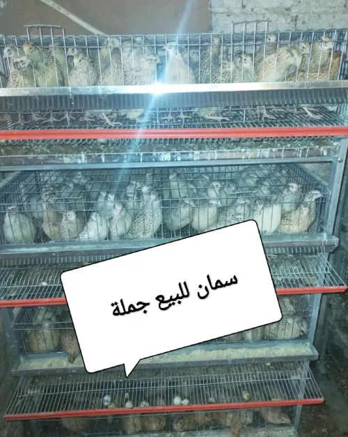 بيع السمان و بيض 