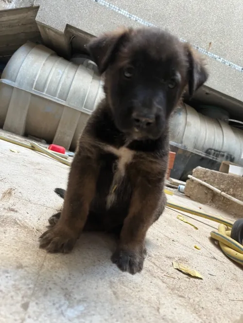 Chien Malinoi charbonnier