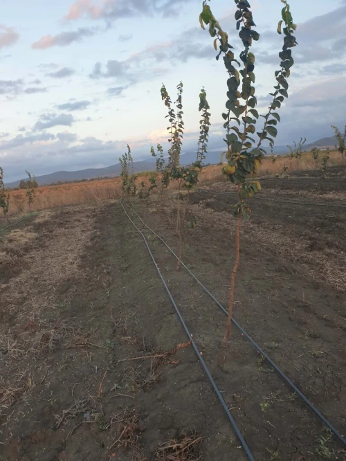 Vente Terrain Agricole El Tarf Ben mehdi