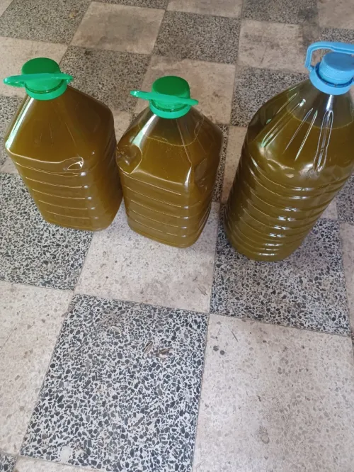 زيت الزيتون حرة من أعالي جبال بني ورثلان