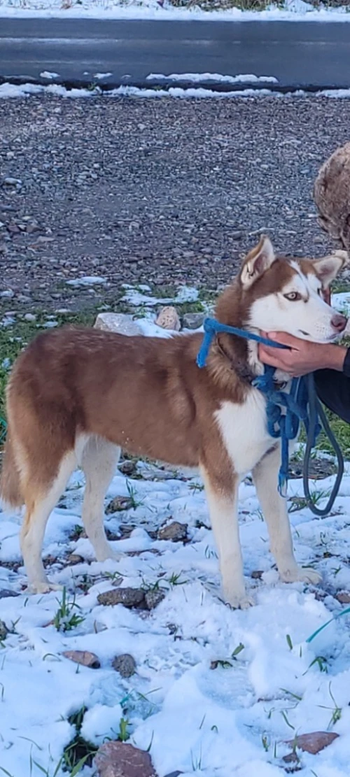 Vend chiots husky sibérien aux yeux bleus