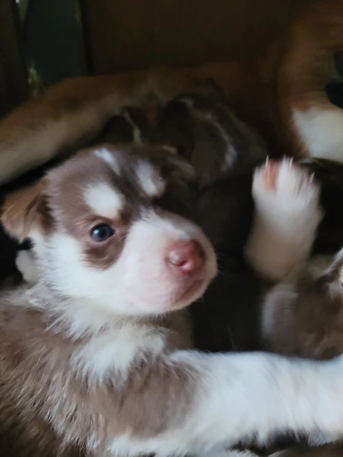 Vend chiots husky sibérien aux yeux bleus