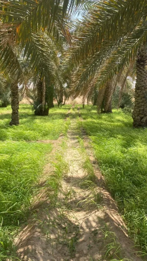 Vente Terrain Agricole Biskra Lioua