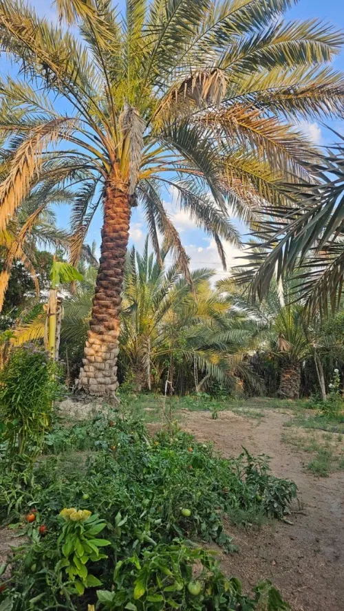 Vente Terrain Agricole Biskra Lioua