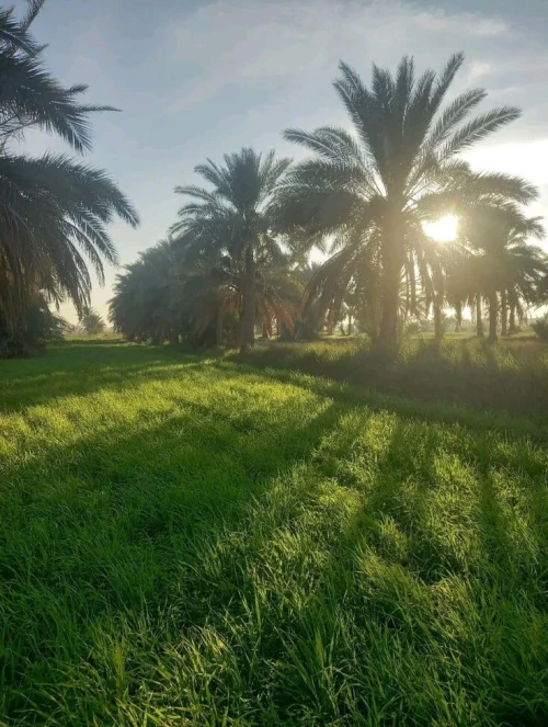 Vente Terrain Agricole Biskra Lioua
