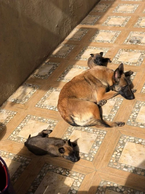 Disponible à nouveau chiot malinois fumelle véritable charbonné age 37jrsl'intéresse me contacter à ce numéro