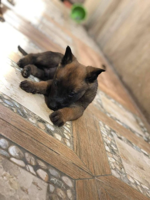 Disponible à nouveau chiot malinois fumelle véritable charbonné age 37jrsl'intéresse me contacter à ce numéro