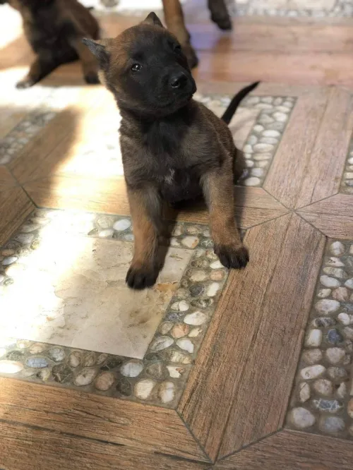 Disponible à nouveau chiot malinois fumelle véritable charbonné age 37jrsl'intéresse me contacter à ce numéro