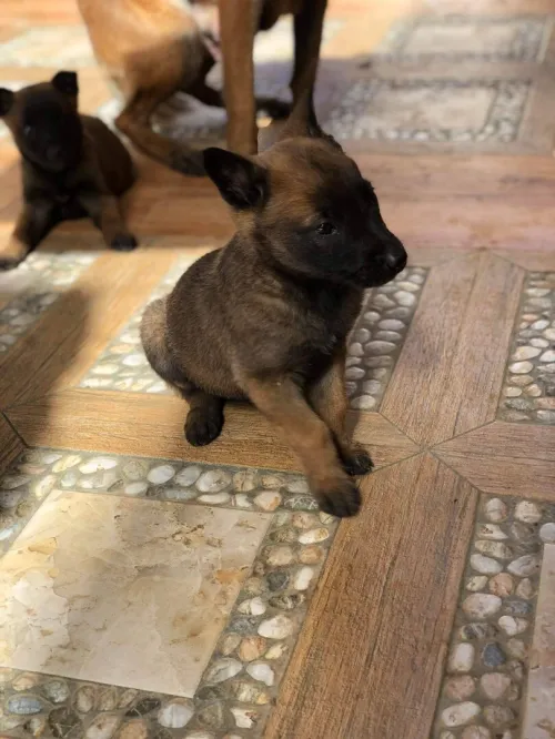 Disponible à nouveau chiot malinois fumelle véritable charbonné age 37jrsl'intéresse me contacter à ce numéro