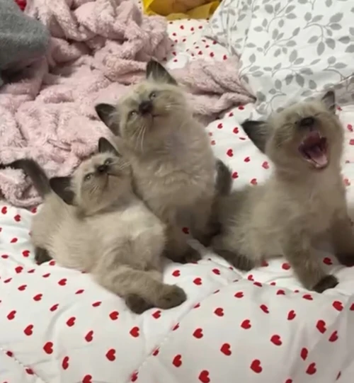 Chats siamois
