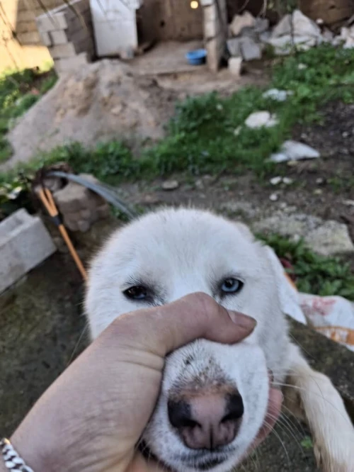 À vendre une belle femelle husky sibérien blanche
