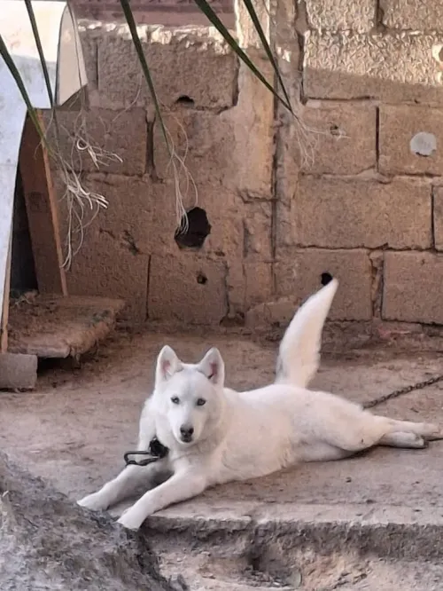 À vendre une belle femelle husky sibérien blanche