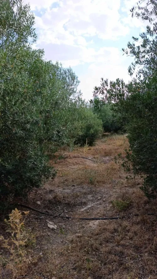 Vente Terrain Agricole Batna Chemora
