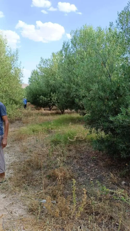 Vente Terrain Agricole Batna Chemora