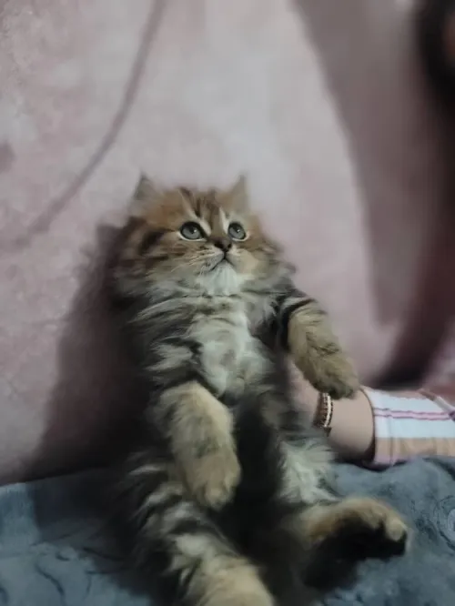 Chat British