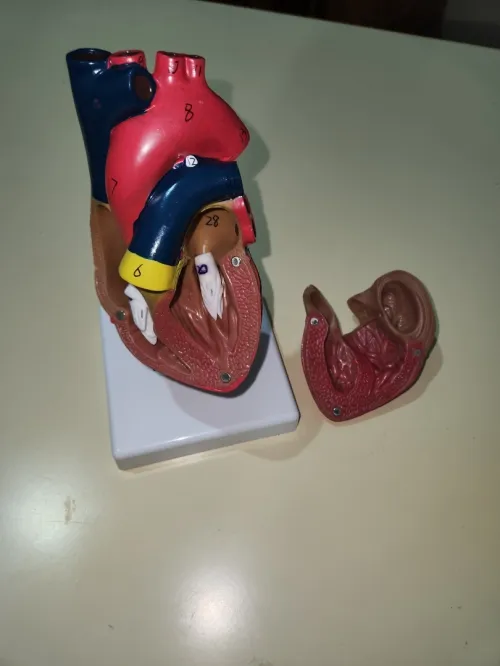 Maquette 3d coeur