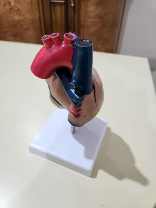 Maquette coeur cardiologie 