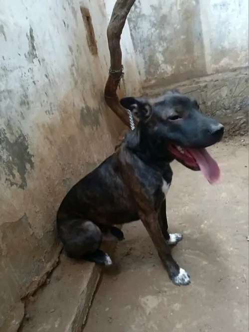 chien. mâle