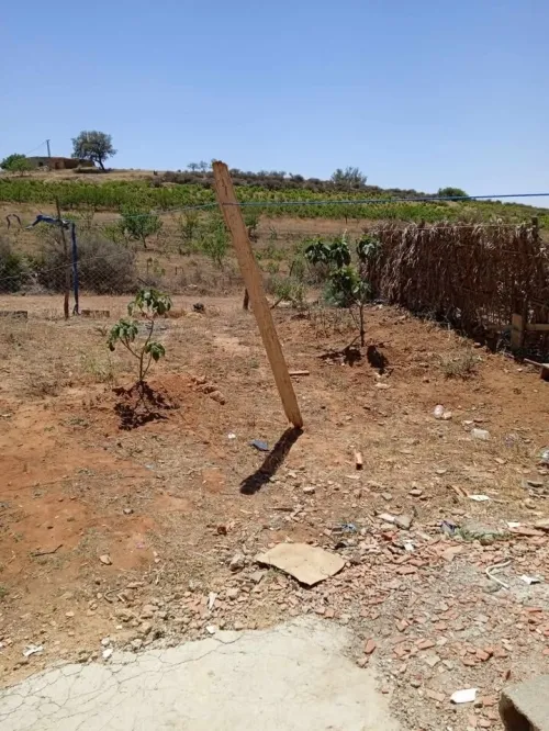 Vente Terrain Agricole Mascara Mamounia