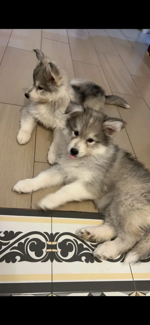 Husky