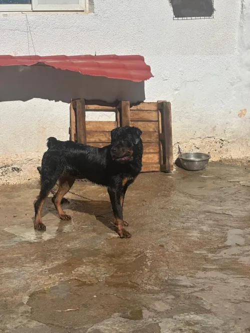بيبي روت فايلر المو