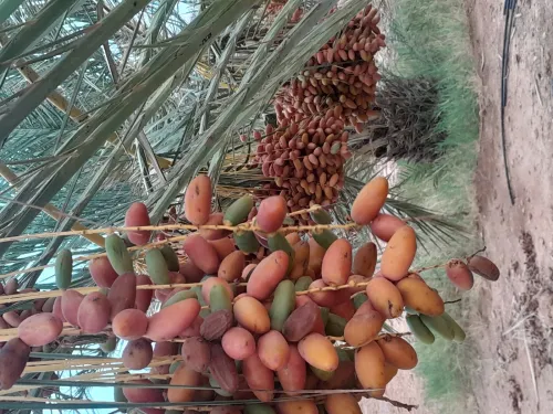 Vente Terrain Agricole Biskra Branis