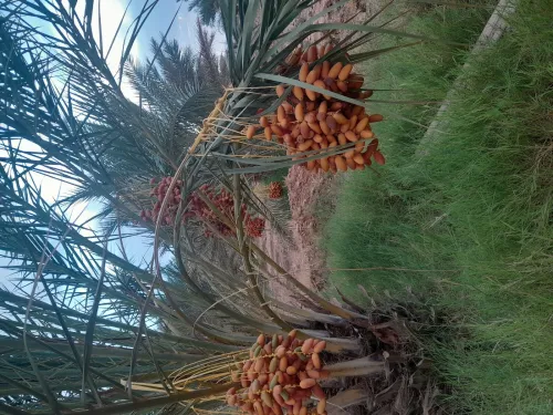 Vente Terrain Agricole Biskra Branis
