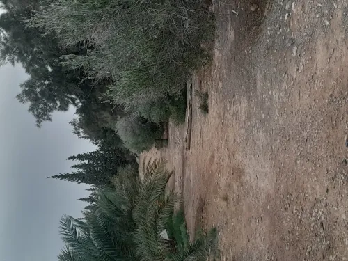 Vente Terrain Agricole Biskra Branis