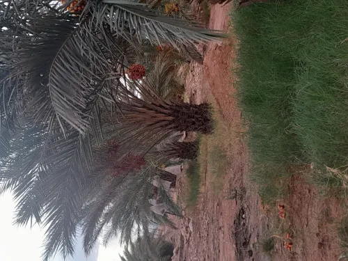 Vente Terrain Agricole Biskra Branis
