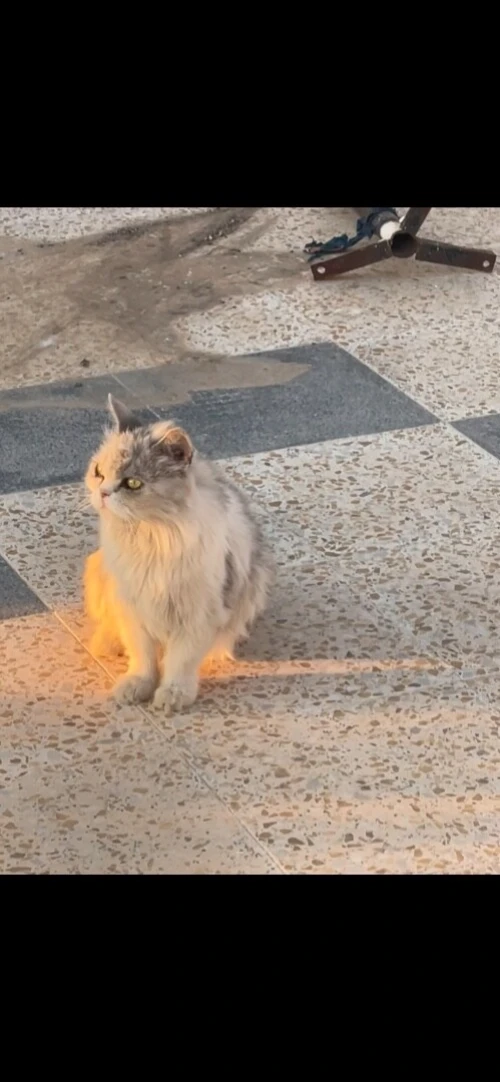 قسنطينة