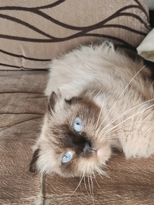 Adorable Femmel scottish fold