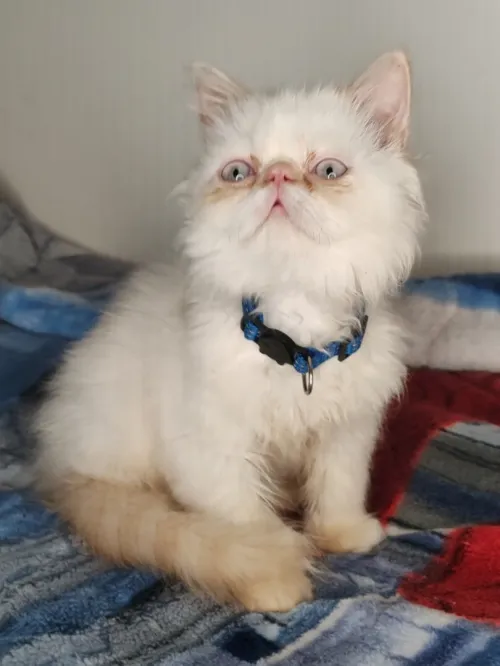 Magnifique chat Persan pure race