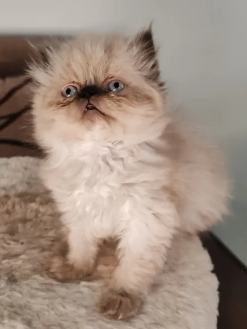 Petit Persian Himalayan Peke Face