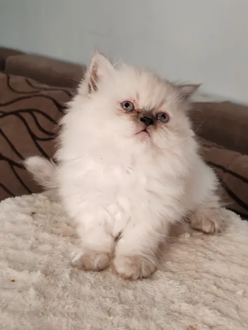 Petit Persian Himalayan Peke Face