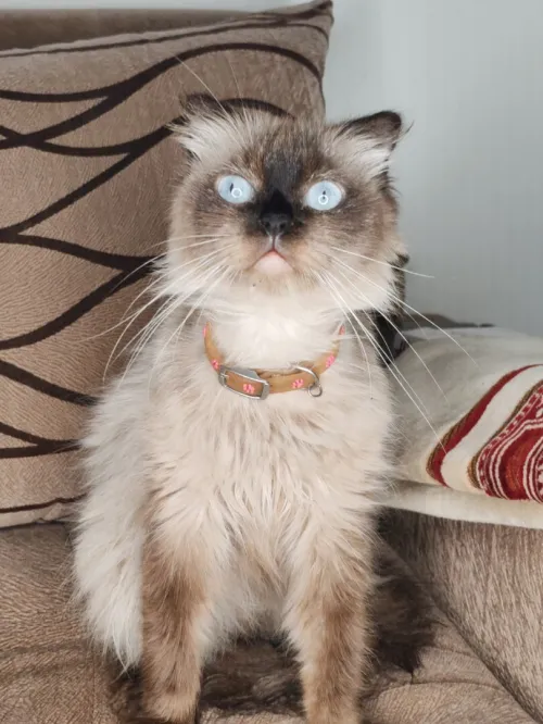 Adorable Femmel scottish fold