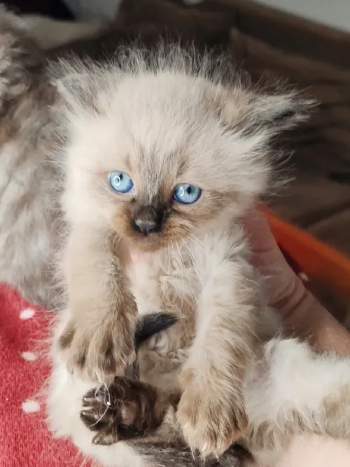 Deux chats Himalayan mâle et femelle