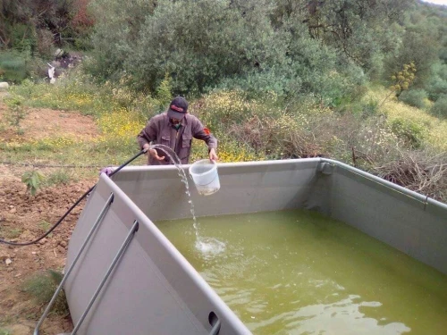 Bassin  poisson احواض سمك 