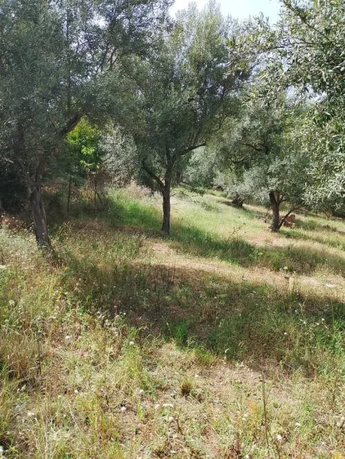 Vente Terrain Tizi Ouzou Tizi ouzou