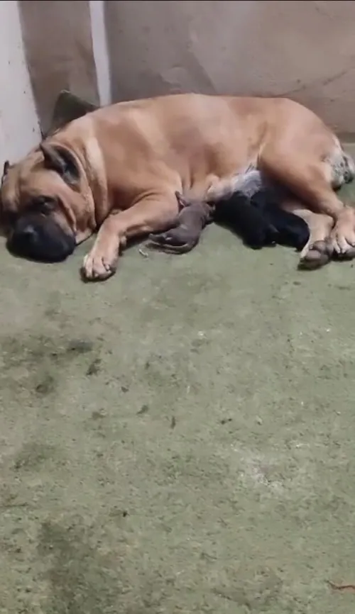 Une très belle femelle Cani corso waleda w msal7a