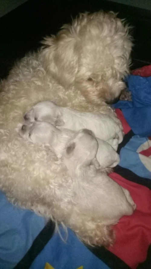 Caniche bichon maltais francais