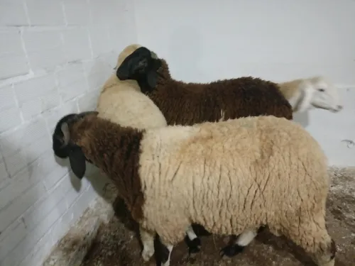 Mouton a vendre