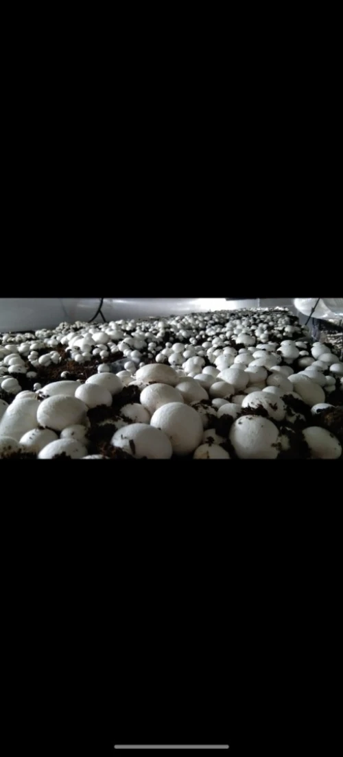 Champignons de Paris dispo