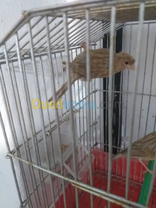 مال ايزابيل ايبي 4 اشهر